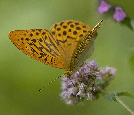 Argynnis paphia